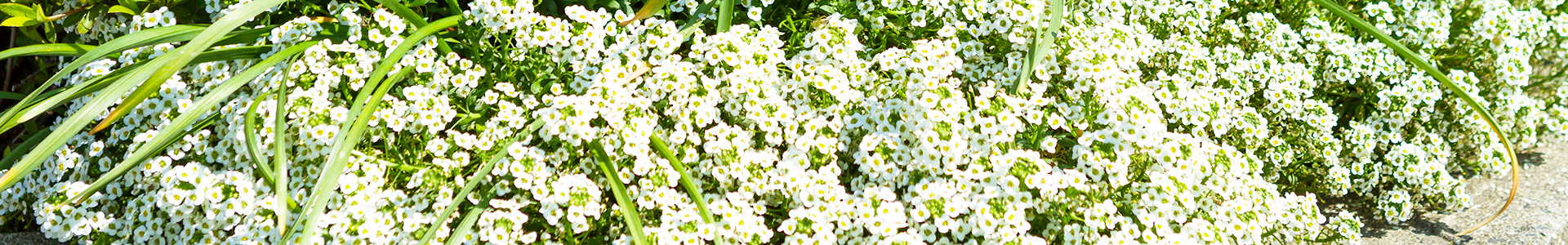 contents_header2