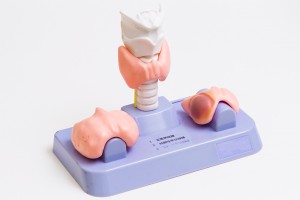 甲状腺模型